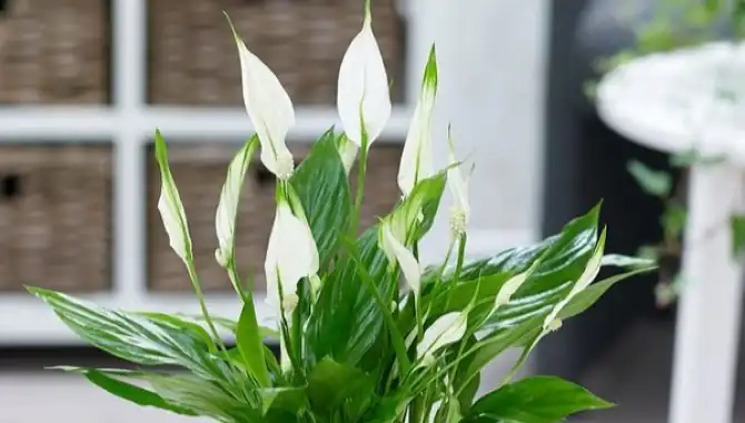 Cây Lan Như Ý